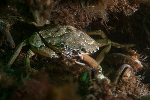 Northern coast National Park Darss, Mecklenburg-Vorpommern, Baltic Sea
A Shore Crab (Carcinus maenas) is watching the photographer from its hiding place between a colony of blue mussels (Mytilus edulis) in shallow waters of national park Darss near Prerow,<br />underwater, underwater photo, dmm, archaeomare, crustacea, portunidae, bivalvia
Küste - Strand, Meer/Ozean, Insel, Fauna - Wirbellose, Biota - marin
Archaeomare e.V. / Thomas Foerster